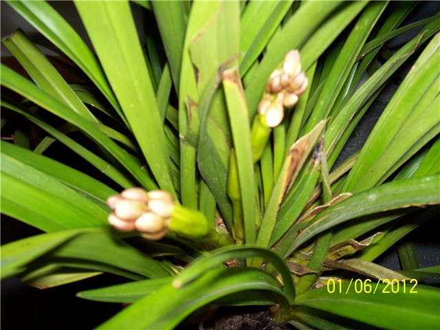 Cimbydium